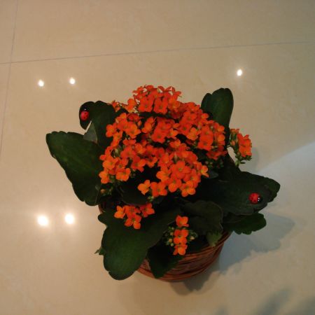 Kalanchoe (mihaela)